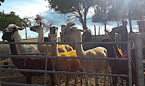 Une ferme dédiée aux camélidés