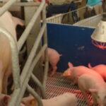 La ferme en ville, une communication bien huilée