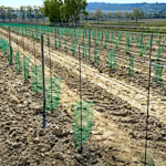 Des filets protecteurs pour freiner les dégâts de lièvres dans les vignes