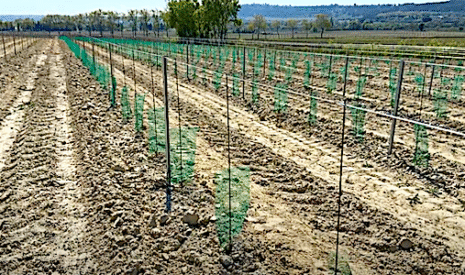 Des filets protecteurs pour freiner les dégâts de lièvres dans les vignes