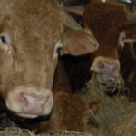 Un groupement breton innove pour relancer la production de jeunes bovins
