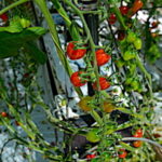 Légumes, après le zéro résidu de pesticide, le zéro pesticide