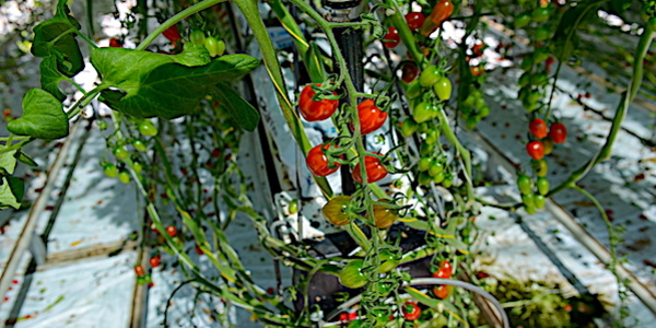 fj tomates petits segments