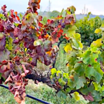 Cicadelles et flavescence dorée, l’obligation d’arracher des pieds de vigne