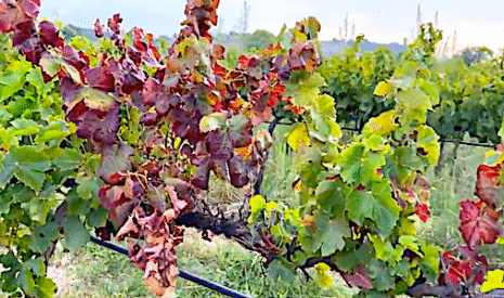 Cicadelles et flavescence dorée, l’obligation d’arracher des pieds de vigne