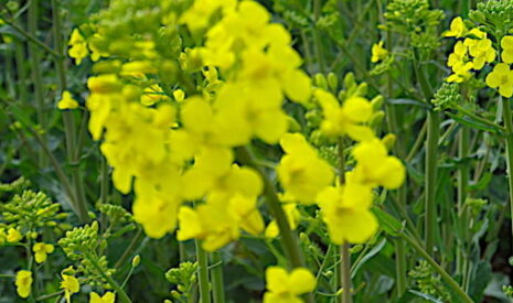 La hernie du colza