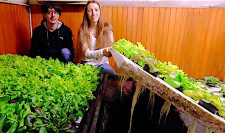 Comment cultiver des salades avec des poissons