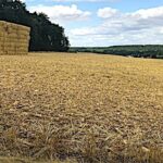 Foncier agricole, ces centaines de milliers d’hectares qui échappent au contrôle des Safer