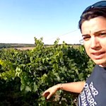 Oups, une fuite dans l’irrigation des vignes