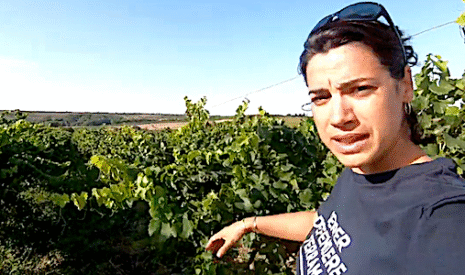Oups, une fuite dans l’irrigation des vignes