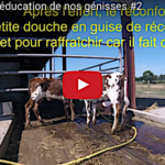 Comment apprendre aux génisses à devenir vaches
