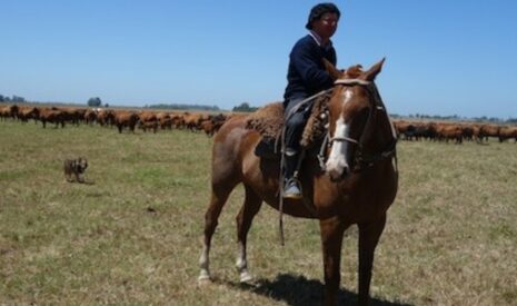L’Argentine, un géant vert