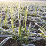 « L’assurance climatique, l’assurance coup dur » (Gwénaël Simon, directeur assurances des particuliers, professionnels et agricoles de Groupama)
