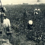 Le patrimoine agricole valorisé sur l’île d’Oléron
