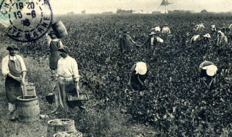 Le patrimoine agricole valorisé sur l’île d’Oléron