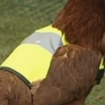 Poules écrasées, halte au drame !