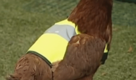 Poules écrasées, halte au drame !