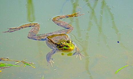 Mare aux grenouilles et voisin irascible, stop ou encore ?