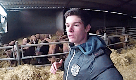 Comment détecter la grippe chez les taurillons, et la soigner si besoin