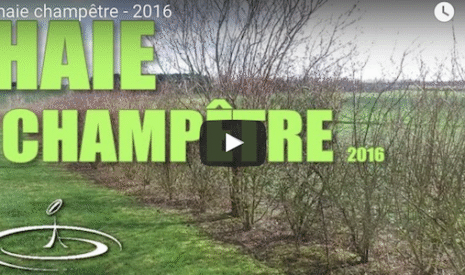 La haie champêtre réimplantée