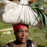 Haïti, le pays qui place l’agriculture comme priorité nationale en 2013