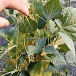 Laisser les haricots fleurir une deuxième fois, c’est possible !