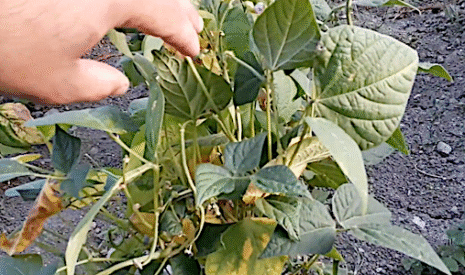 Laisser les haricots fleurir une deuxième fois, c’est possible !