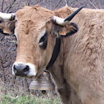 Haute, une aubrac de l’Aveyron, star du salon de l’agriculture 2018