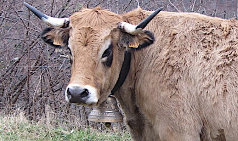 Haute, une aubrac de l’Aveyron, star du salon de l’agriculture 2018