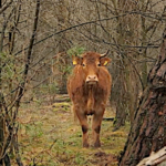 Il était une fois la vache qui s’enfuyait dans les bois pour échapper à l’abattoir