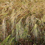 Les maladies des cultures agricoles