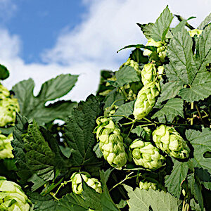 houblon