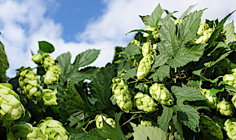 Paris, capitale de la bière et du houblon