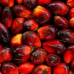 Retour des taxes à l’exportation sur l’huile de palme en Malaisie