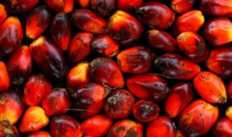 Retour des taxes à l’exportation sur l’huile de palme en Malaisie