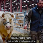 Idéale, une vache charolaise égérie du Salon de l’agriculture 2020