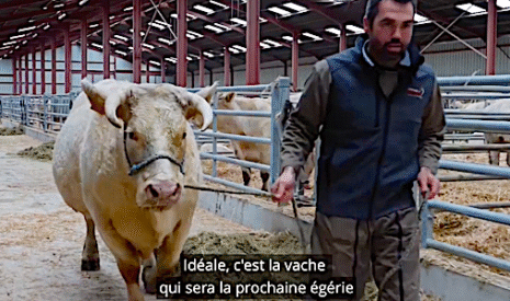 Idéale, une vache charolaise égérie du Salon de l’agriculture 2020
