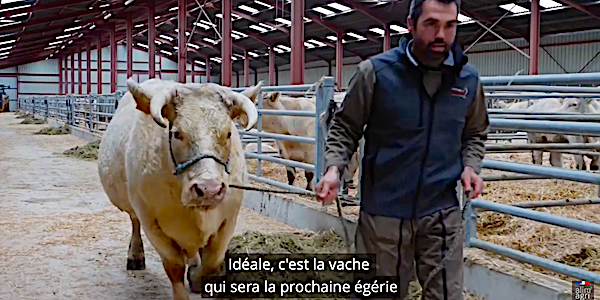 id ale vache charolaise g rie salon agriculture 2020