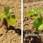 Des biostimulants pour booster les cultures après un épisode de gel