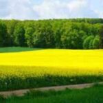 Face aux risques climatiques, faire le choix des biostimulants pour assurer ses rendements