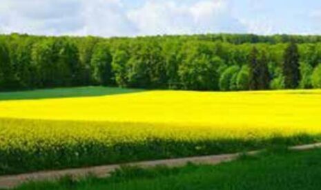Face aux risques climatiques, faire le choix des biostimulants pour assurer ses rendements