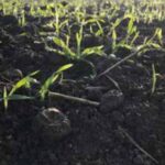 Les adjuvants pour renforcer l’efficacité des herbicides foliaires