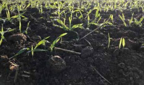 Les adjuvants pour renforcer l’efficacité des herbicides foliaires