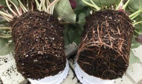 Biostimulants 2020 : Des bénéfices clés pour le système racinaire
