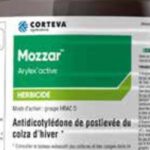 Colza, un désherbage en post-levée pour plus d’efficacité