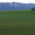 Céréales, réussir son désherbage d’automne