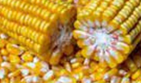 Semences de maïs et tournesol, la France excelle dans la création variétale
