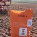 Semis de colza, de l’importance d’une implantation réussie