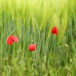 Désherbage des céréales, comment lutter contre les résistances