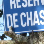 Les dégâts de sangliers particulièrement élevés en 2012